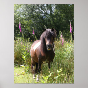 Bob Langrish   Shetland Pony Standing By Flowers Poster