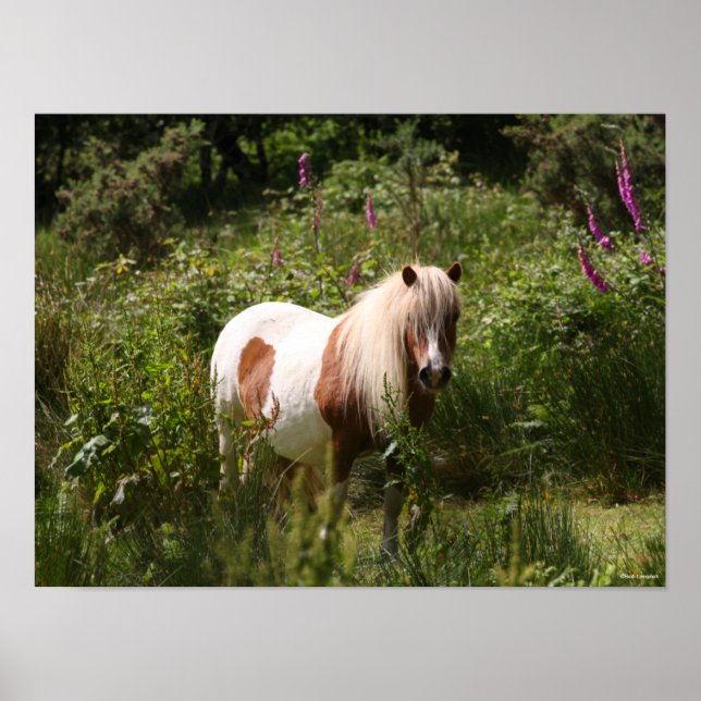 Bob Langrish | Shetland Pony Standing In Flowers Poster (Front)