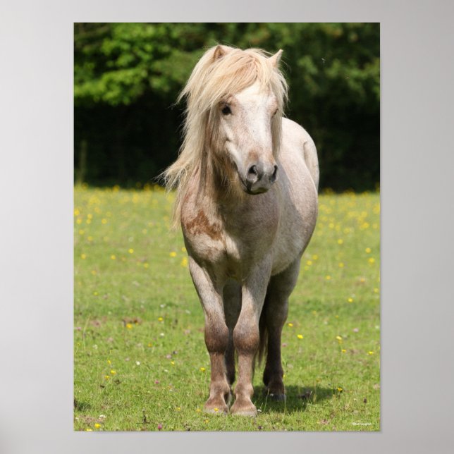 Bob Langrish | Shetland Pony Standing Poster (Front)