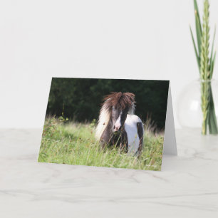 Bob Langrish   Shetland Stallion Standing In Grass Card