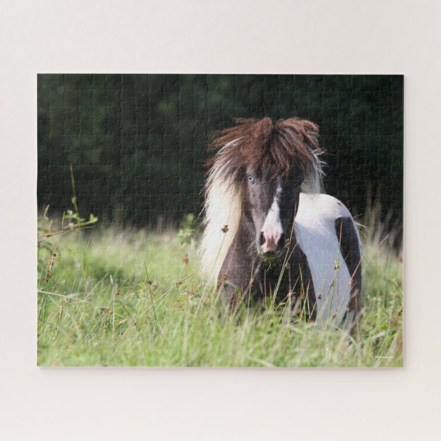 Bob Langrish | Shetland Stallion Standing In Grass Jigsaw Puzzle (Horizontal)