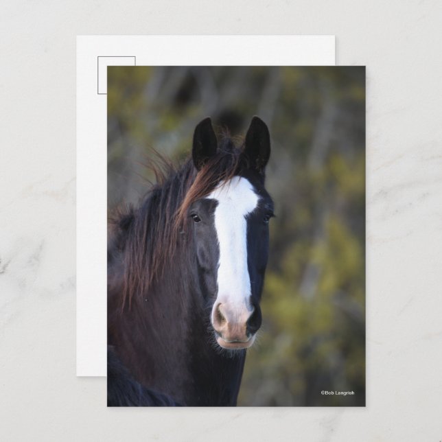 Bob Langrish | Shire Horse Headshot Postcard (Front/Back)