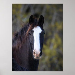 Bob Langrish   Shire Horse Headshot Poster