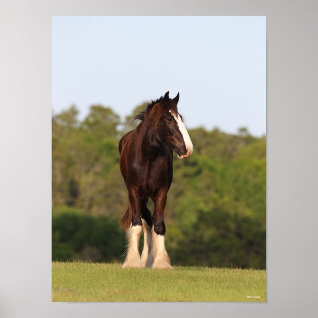 Bob Langrish | Shire Horse Standing In Field Poster (Front)