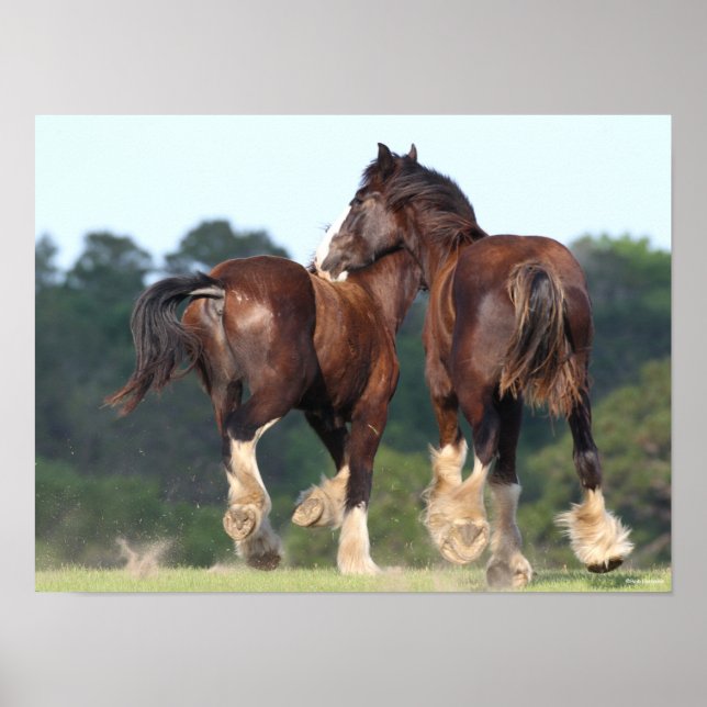 Bob Langrish | Shire Horses Running Rear View Poster (Front)