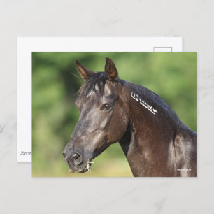 Bob Langrish Spanish Mustang Mare Headshot Postcard