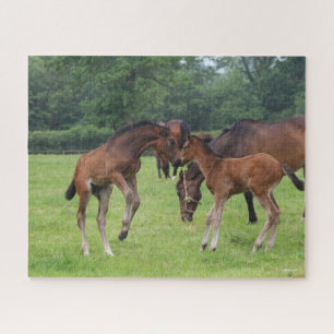 Bob Langrish Sport Horse Foals Playing Jigsaw Puzzle