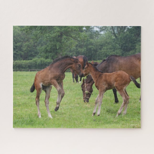 Bob Langrish | Sport Horse Foals Playing Jigsaw Puzzle (Horizontal)