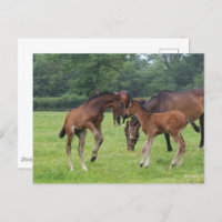 Bob Langrish | Sport Horse Foals Playing