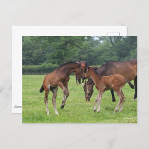 Bob Langrish Sport Horse Foals Playing Postcard