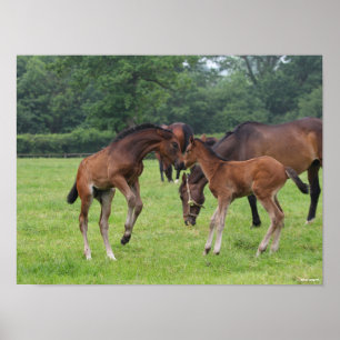 Bob Langrish   Sport Horse Foals Playing Poster