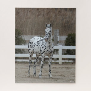 Bob Langrish   Spotty Appaloosa Friesian Standing Jigsaw Puzzle
