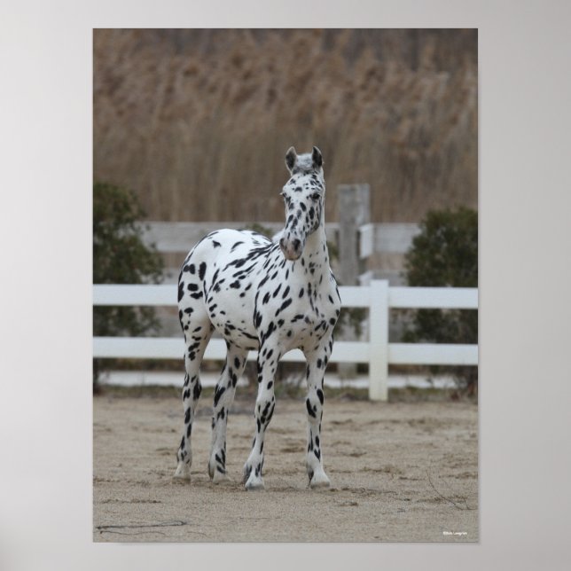 Bob Langrish | Spotty Appaloosa Friesian Standing Poster (Front)