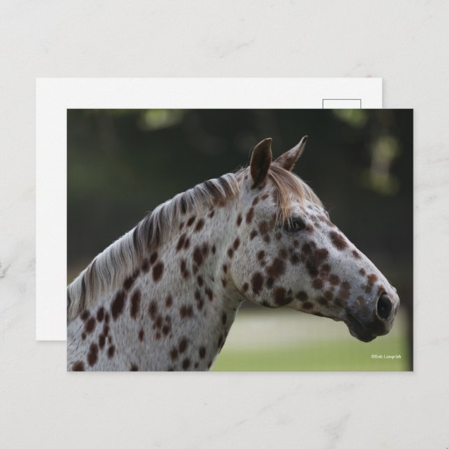 Bob Langrish | Spotty Appaloosa Headshot Postcard (Front/Back)