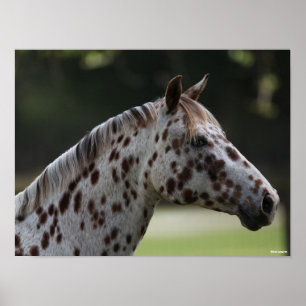 Bob Langrish   Spotty Appaloosa Headshot Poster