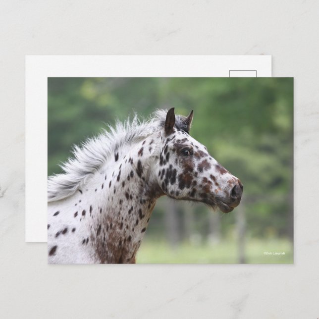 Bob Langrish | Spotty Knapstrupper Headshot Postcard (Front/Back)