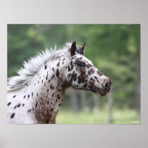 Bob Langrish   Spotty Knapstrupper Headshot Poster