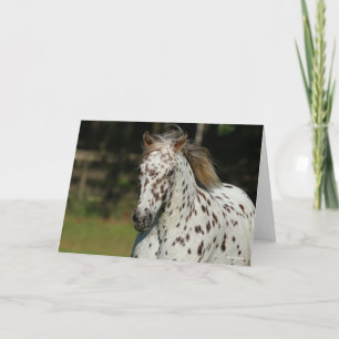 Bob Langrish   Spotty Pony Of America Headshot Card