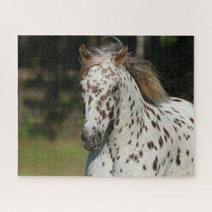 Bob Langrish Spotty Pony Of America Headshot Jigsaw Puzzle