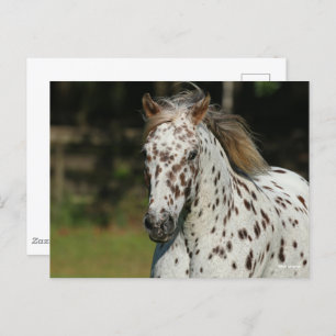 Bob Langrish Spotty Pony Of America Headshot Postcard