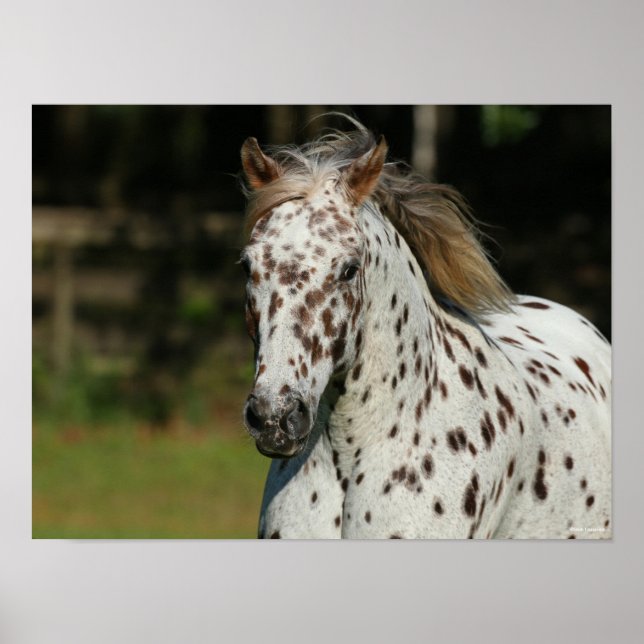 Bob Langrish | Spotty Pony Of America Headshot Poster (Front)