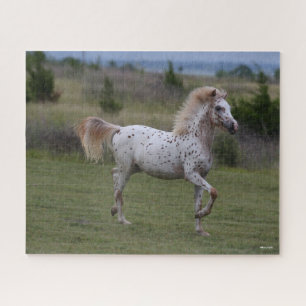 Bob Langrish Spotty Pony Of America Jigsaw Puzzle