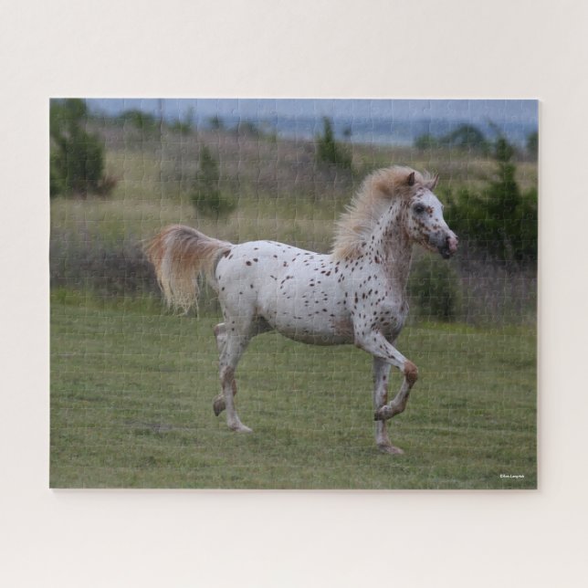 Bob Langrish | Spotty Pony Of America Jigsaw Puzzle (Horizontal)