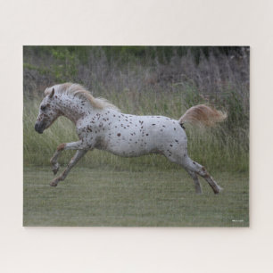 Bob Langrish Spotty Pony of America Leaping Jigsaw Puzzle