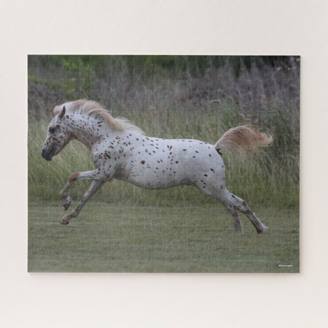 Bob Langrish | Spotty Pony of America Leaping Jigsaw Puzzle (Horizontal)