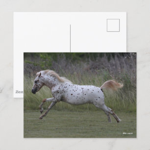 Bob Langrish   Spotty Pony of America Leaping Postcard