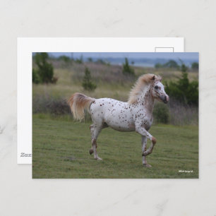 Bob Langrish   Spotty Pony Of America Postcard