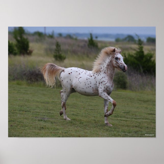 Bob Langrish | Spotty Pony Of America Poster (Front)