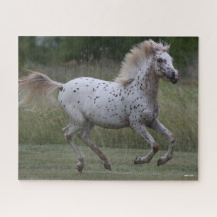Bob Langrish   Spotty Pony Of America Running Jigsaw Puzzle