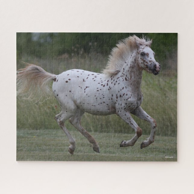 Bob Langrish | Spotty Pony Of America Running Jigsaw Puzzle (Horizontal)