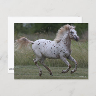 Bob Langrish   Spotty Pony Of America Running Postcard