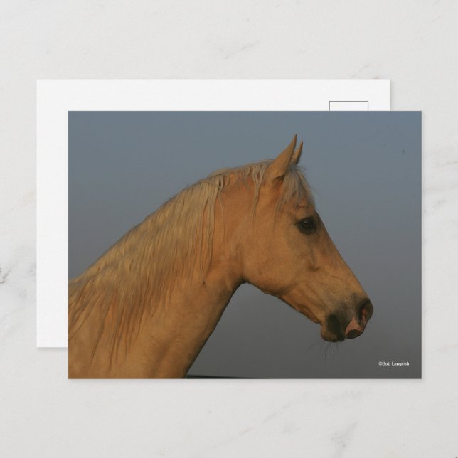 Bob Langrish | Tennessee Walker Misty Headshot Postcard (Front/Back)