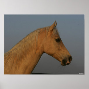 Bob Langrish   Tennessee Walker Misty Headshot Poster