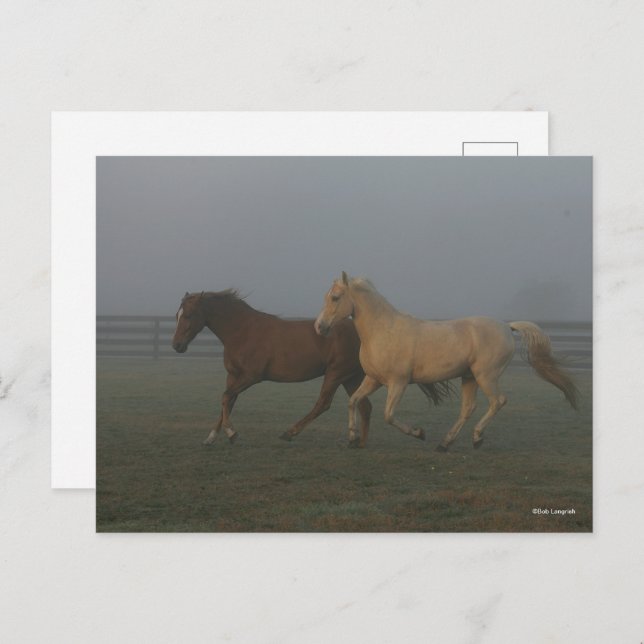 Bob Langrish | Tennessee Walking Horses Running Postcard (Front/Back)