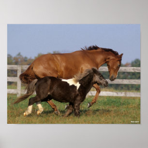 Bob Langrish Thoroughbred and Shetland Pony Poster
