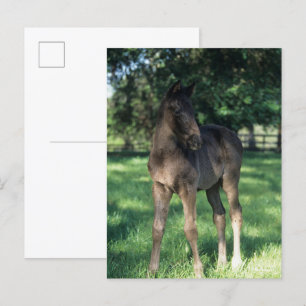 Bob Langrish Thoroughbred Foal Standing In Field Postcard