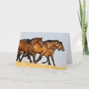 Bob Langrish   Three Andalucian Mares Running Card