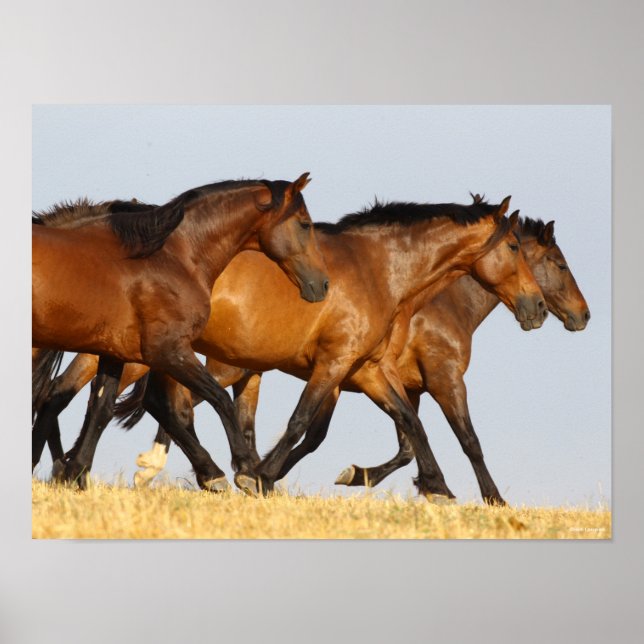 Bob Langrish | Three Andalucian Mares Running Poster (Front)