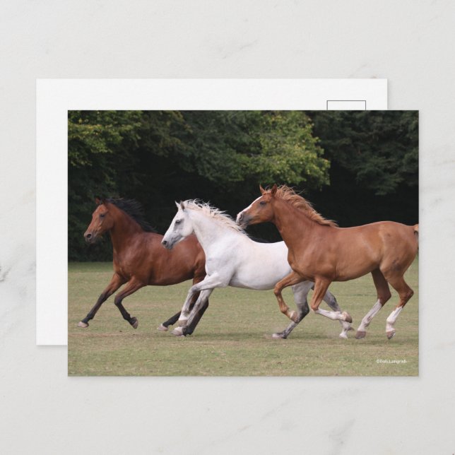 Bob Langrish | Three Arab Horses Running Together Postcard (Front/Back)