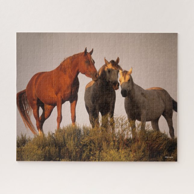 Bob Langrish Three Arab Horses Standing At Sunset Jigsaw Puzzle (Horizontal)