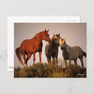Bob Langrish Three Arab Horses Standing At Sunset Postcard