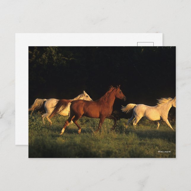 Bob Langrish Three Arabs Running In Evening Light Postcard (Front/Back)