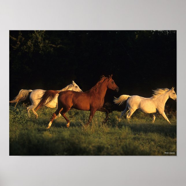 Bob Langrish Three Arabs Running In Evening Light Poster (Front)