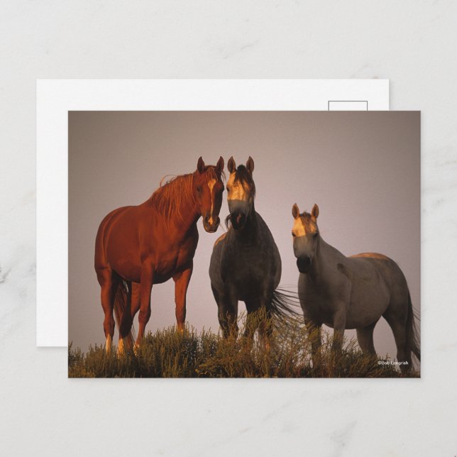 Bob Langrish | Three Arabs Standing In Sunset Postcard (Front/Back)