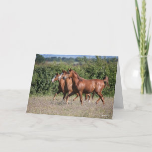 Bob Langrish   Three Chestnut Arab Horses Together Card