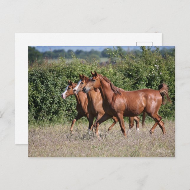 Bob Langrish | Three Chestnut Arab Horses Together Postcard (Front/Back)